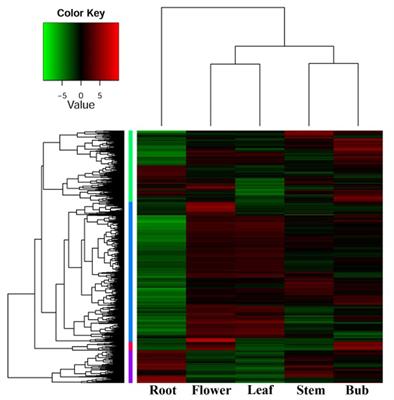 Weighted Gene Co-expression Network Analysis of the Dioscin Rich Medicinal Plant <mark class="highlighted">Dioscorea</mark> nipponica